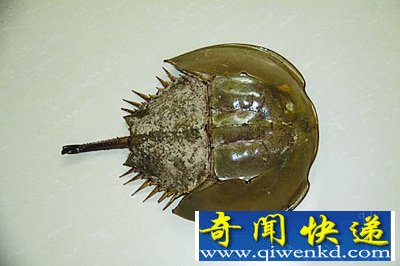 ̵5ֶʯӵкɫѪҺ 