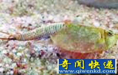 ̵5ֶʯӵкɫѪҺ 