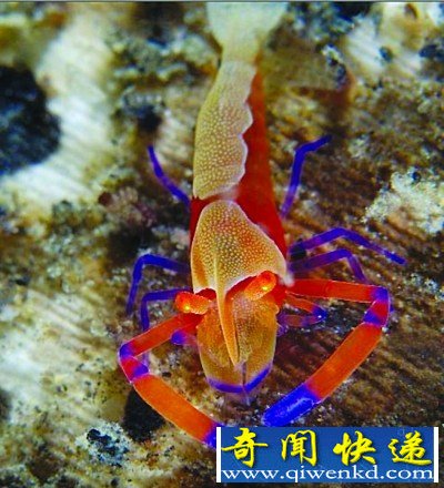 ̵5ֶʯӵкɫѪҺ 