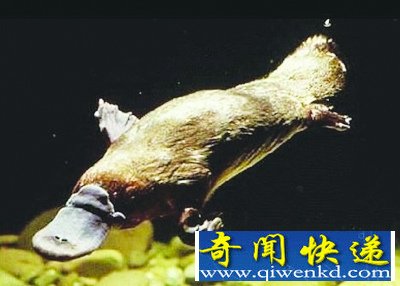 ̵5ֶʯӵкɫѪҺ 