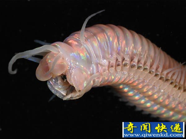 揭秘深海峡谷“外星生物” 恐怖多毛类蠕虫(图) 揭秘深海峡谷海洋生物“面目狰狞”的深海毛蟹
