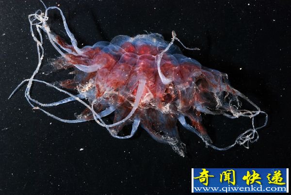 揭秘深海峡谷“外星生物” 恐怖多毛类蠕虫(图) 揭秘深海峡谷海洋生物“面目狰狞”的深海毛蟹