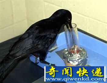 大自然高智商动物:拥有自我意识的大象