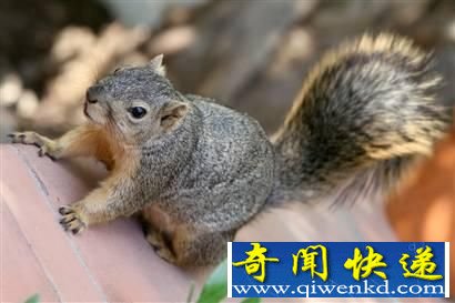 大自然高智商动物:拥有自我意识的大象