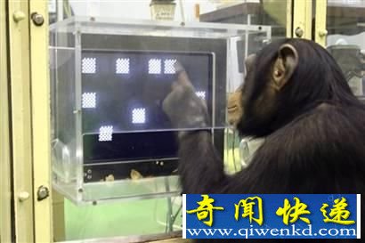 大自然高智商动物:拥有自我意识的大象