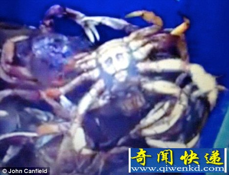 美一螃蟹腹部图案酷似拉登头像(组图)