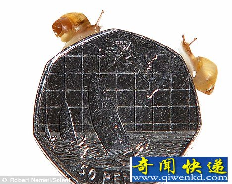 迷你蜗牛可以在硬币边缘爬行 处于濒危状态(图)