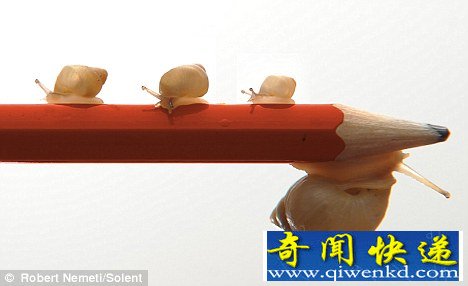 迷你蜗牛可以在硬币边缘爬行 处于濒危状态(图)