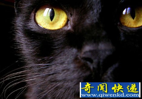 可控制人类大脑的猫窝寄生虫 寄生虫可控人大脑 现实世界十大恐怖僵尸现象