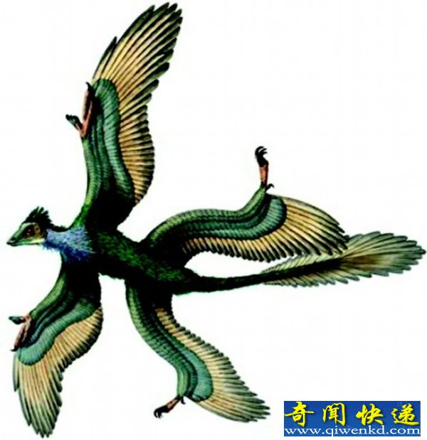 美科学家计划用鸟类DNA复活恐龙