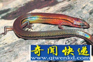 柬埔寨发现新种蜥蜴 有彩虹般七彩表皮(图)