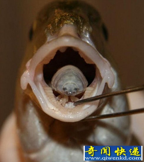 地中海域发现可怕寄生虫 吞食寄主舌头