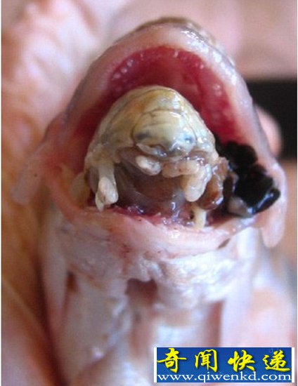 地中海域发现可怕寄生虫 吞食寄主舌头