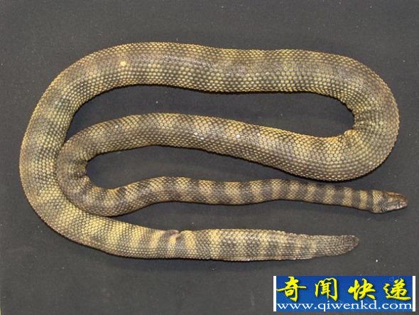 澳发现新种有毒海蛇全身覆盖带刺鳞片(图) 澳发现新种有毒海蛇全身覆盖带刺鳞片(图)