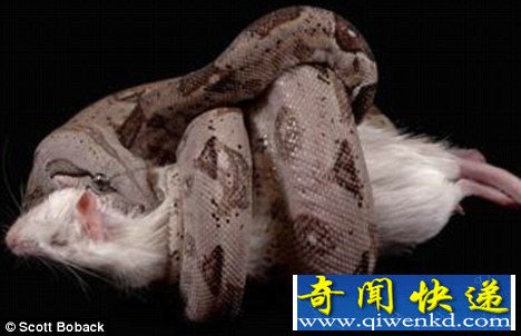 蟒蛇可按猎物心跳调整缠绕时间节省体力(图)