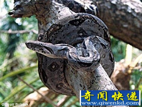 蟒蛇可按猎物心跳调整缠绕时间节省体力(图)