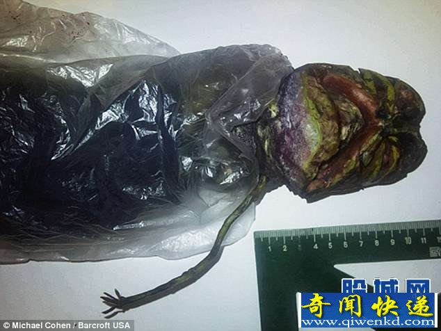 (图)外星人尸体放冰箱两年 脱水成干尸似人鱼混合体