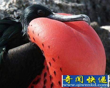 (图)自然界9种“膨大”动物