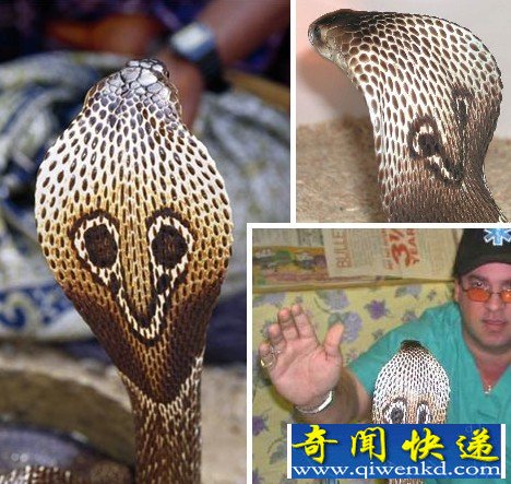 (图)自然界9种“膨大”动物