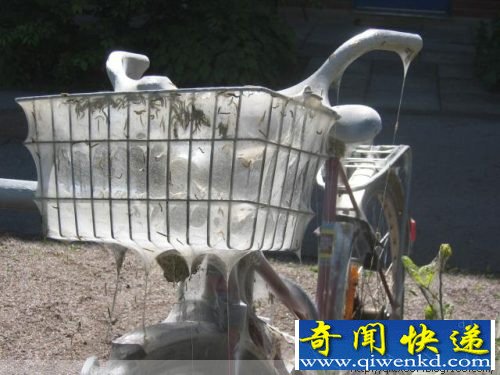 毛毛虫惊人的破坏力