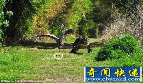 饥饿大蓝鹭叼走鳄鱼宝宝 遭母鳄暴跳追杀