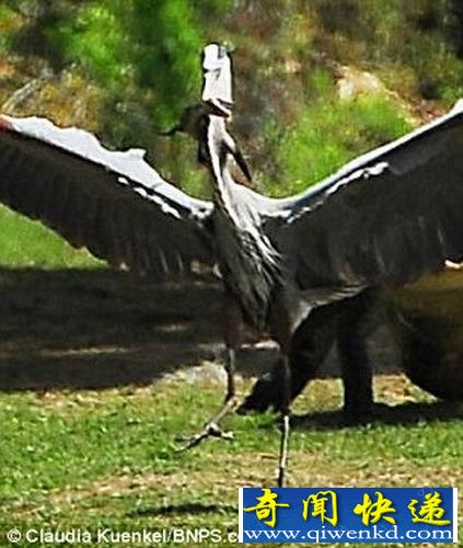 饥饿大蓝鹭叼走鳄鱼宝宝 遭母鳄暴跳追杀