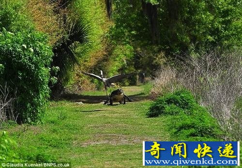饥饿大蓝鹭叼走鳄鱼宝宝 遭母鳄暴跳追杀