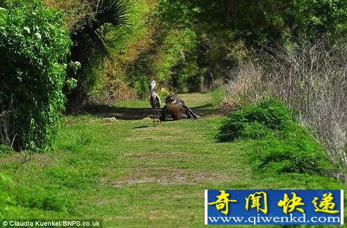 饥饿大蓝鹭叼走鳄鱼宝宝 遭母鳄暴跳追杀