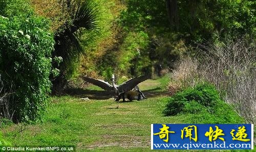 饥饿大蓝鹭叼走鳄鱼宝宝 遭母鳄暴跳追杀