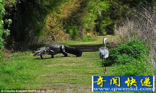 饥饿大蓝鹭叼走鳄鱼宝宝 遭母鳄暴跳追杀