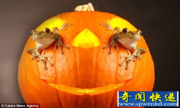ӰɰƬ