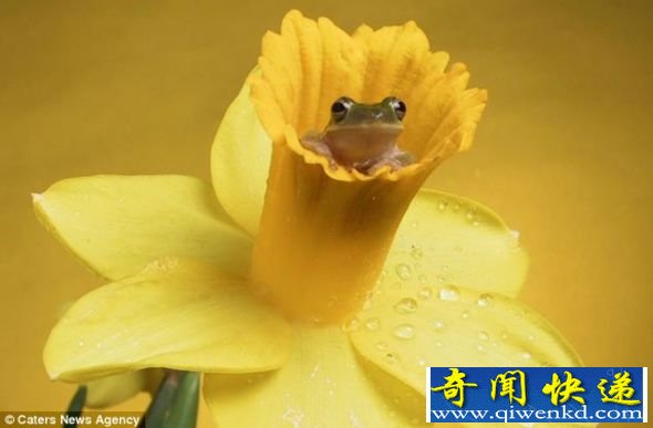 ӰɰƬ