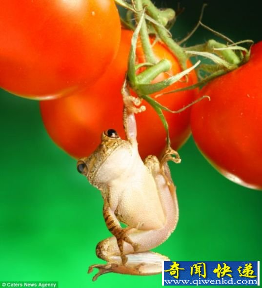 ӰɰƬ