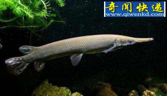 世界上最阴险的鱼,尖嘴鳄(会装死反攻猎物)