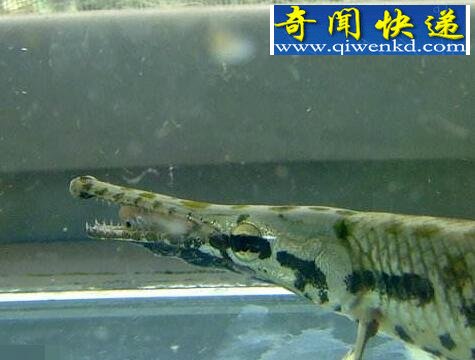 世界上最阴险的鱼,尖嘴鳄(会装死反攻猎物)