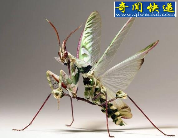 螳螂之王魔花螳螂,模拟花朵的妖艳杀手(羽化视频)