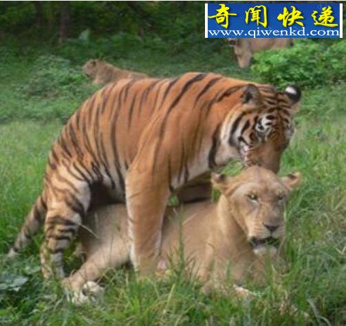 狮虎兽vs虎狮兽视频,虎狮兽完爆狮虎兽