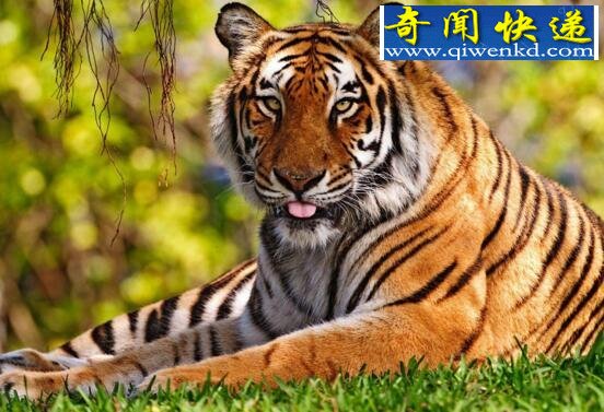 世界上最霸道的老虎,爪哇虎(用尿液界定自己的范围)