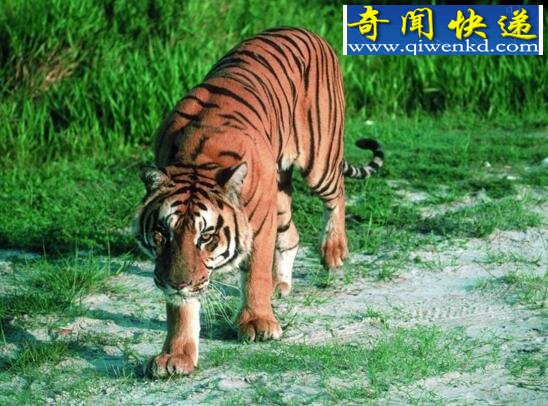世界上最霸道的老虎,爪哇虎(用尿液界定自己的范围)