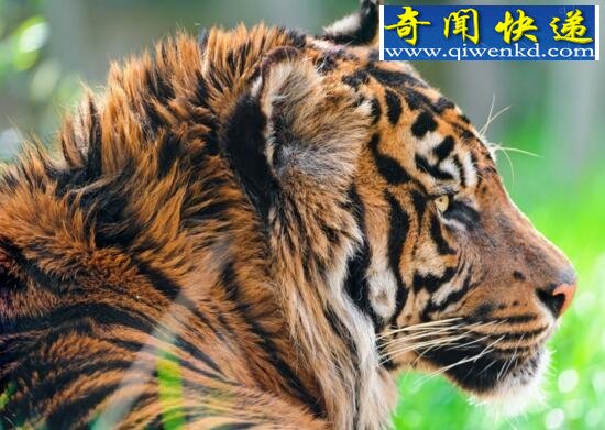 世界上最霸道的老虎,爪哇虎(用尿液界定自己的范围)