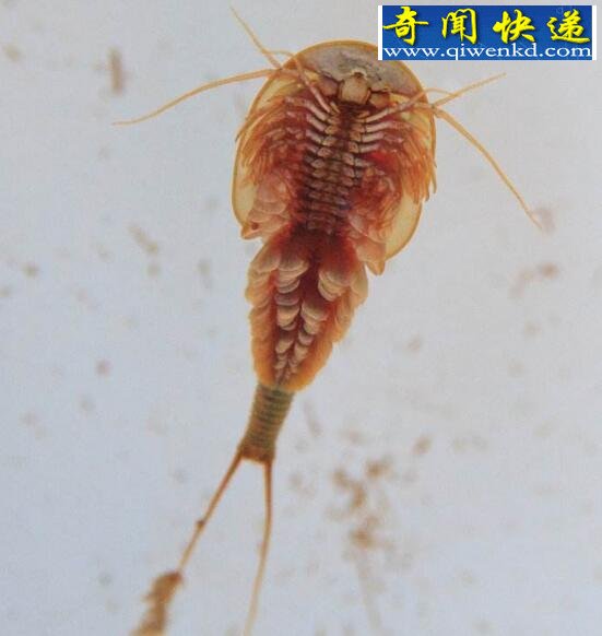 中国唯一的鲎虫,三眼恐龙虾(比恐龙更古老)