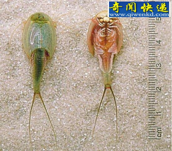 中国唯一的鲎虫,三眼恐龙虾(比恐龙更古老)