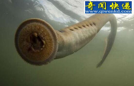 自然界最恐怖的“吸血鬼”,七鳃鳗(史前僵尸鱼)