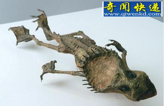 河童是什么生物,真实的河童图片大全