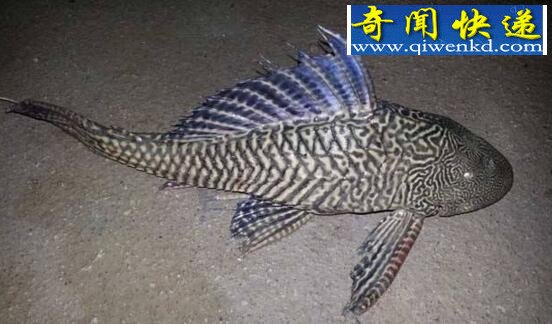 世界上最丑的鱼,垃圾鱼(身体大头部扁平)