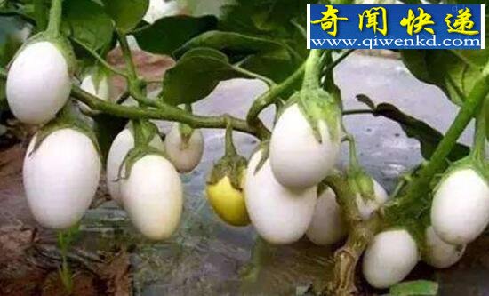 会结出“蛋蛋”的蛋树,起源于中国(却已绝种)