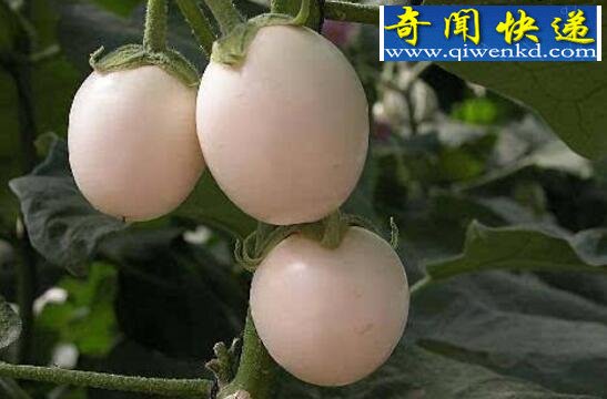 会结出“蛋蛋”的蛋树,起源于中国(却已绝种)