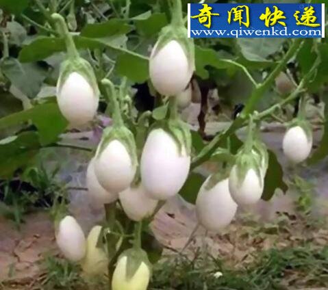 会结出“蛋蛋”的蛋树,起源于中国(却已绝种)
