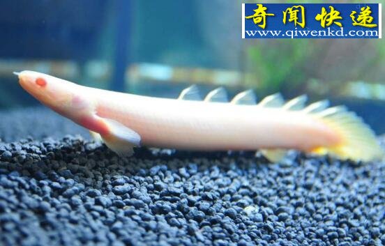 生命力最顽强的古代鱼,九角龙鱼(鱼类中恐龙)