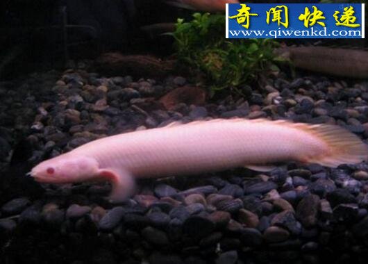 生命力最顽强的古代鱼,九角龙鱼(鱼类中恐龙)